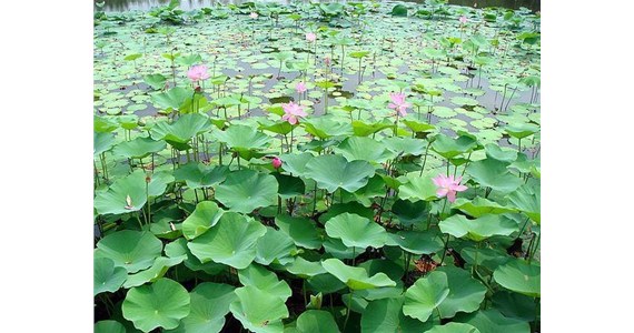 荷花浮岛正在施工中