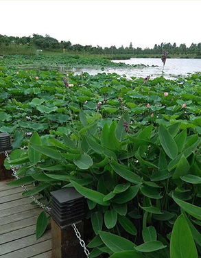 水生植物