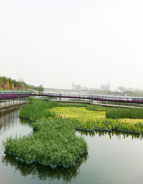 水生植物